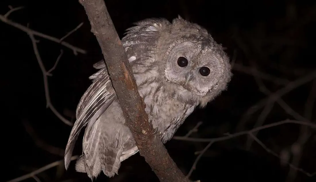 Jeune chouette hulotte