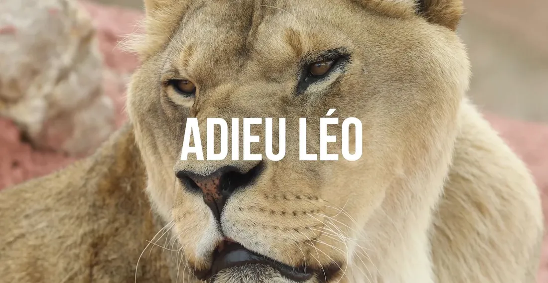 Disparition du lion Léo