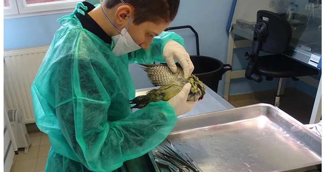 Autopsie d'un oiseau