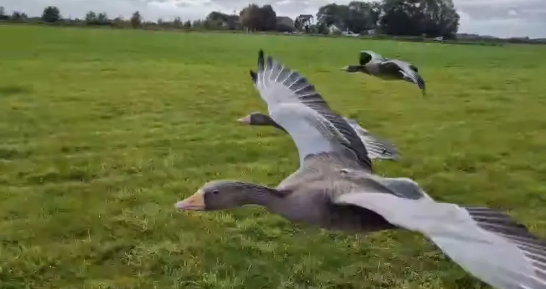 Les oies de Laurent Thommeret
