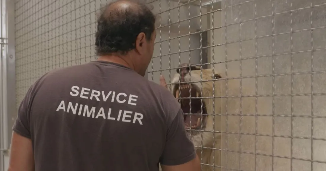 Un soigneur et un jeune lion