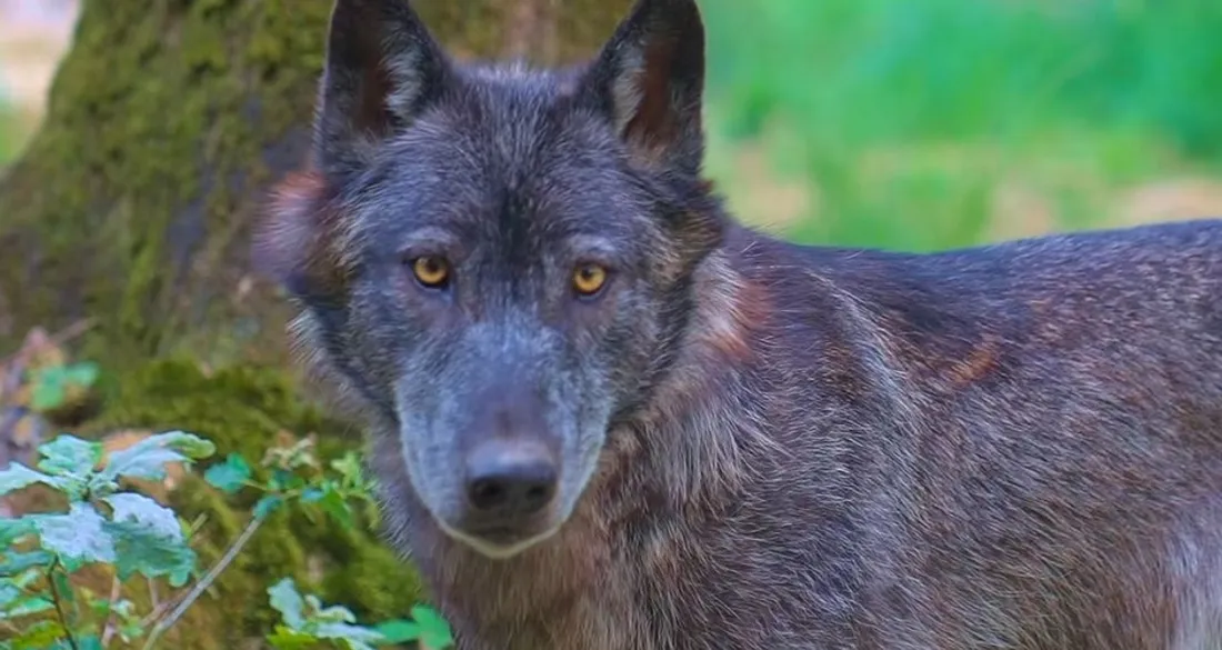 Loup dans l'Espace Rambouillet