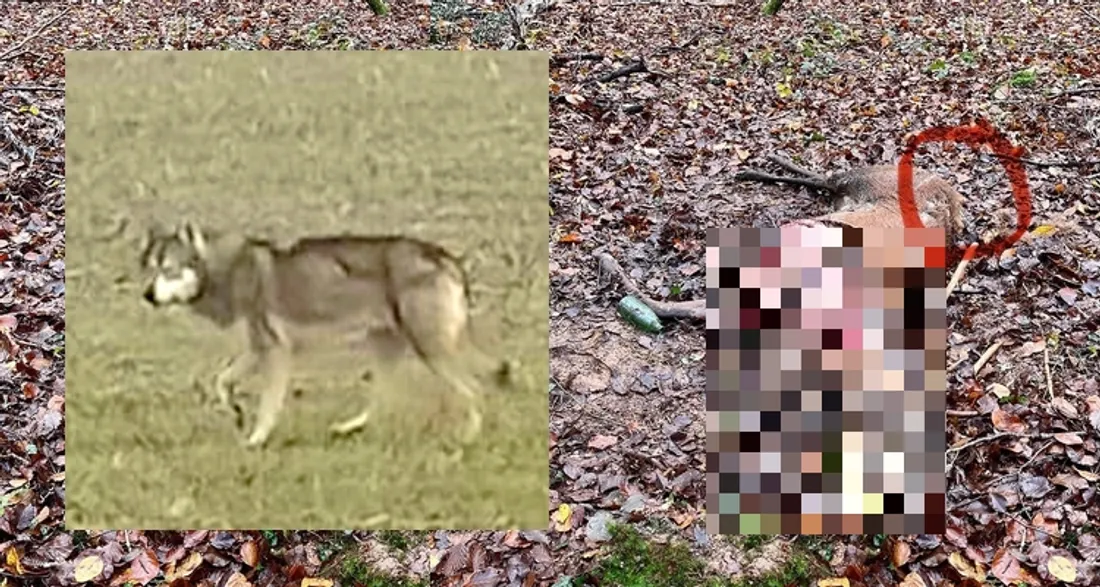 Un loup aurait été photographié dans le sud de la Seine-et-Marne