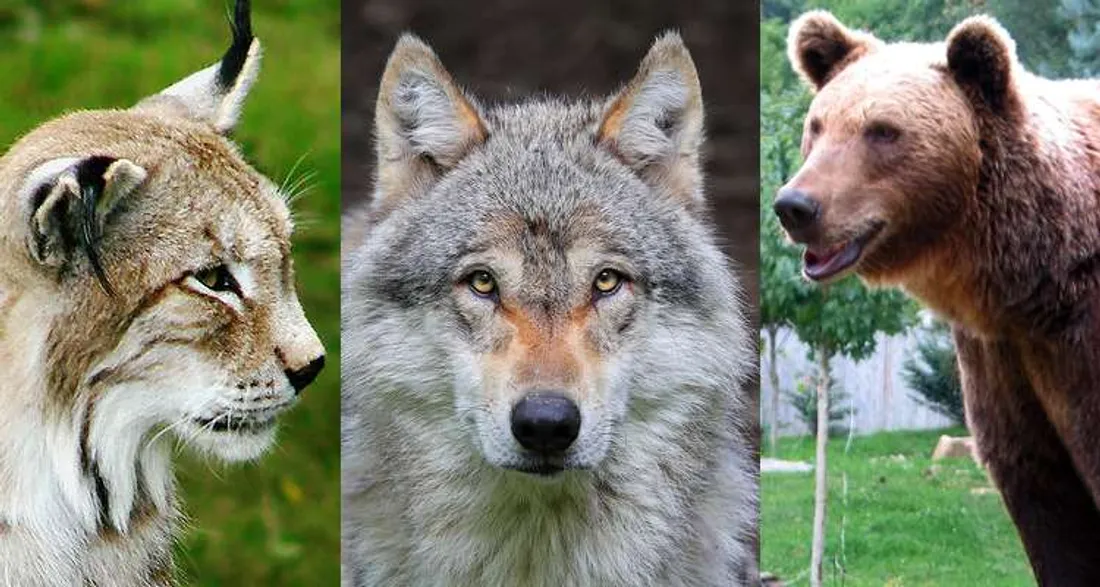 Lynx, loup et ours