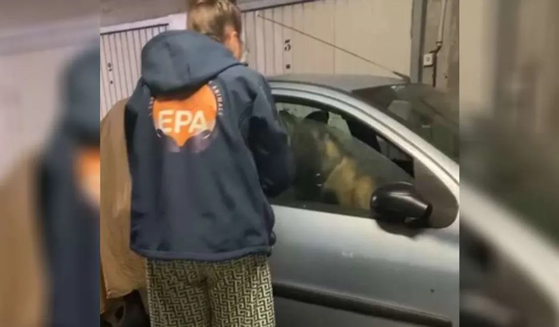 Chien secouru en Seine-et-Marne