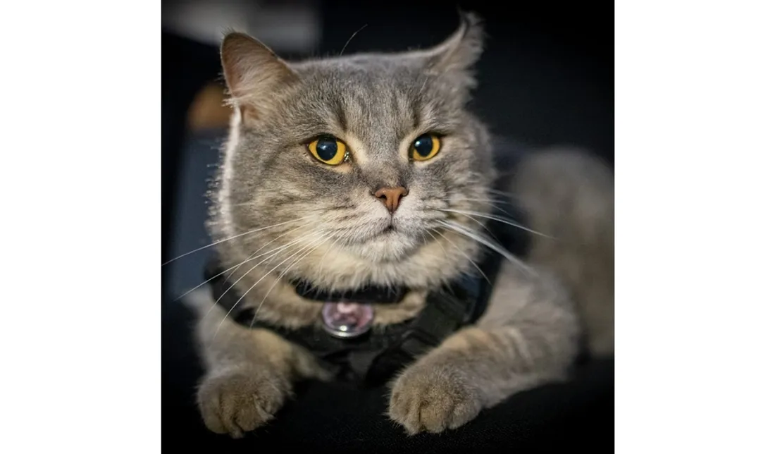 Marin, le chat policier