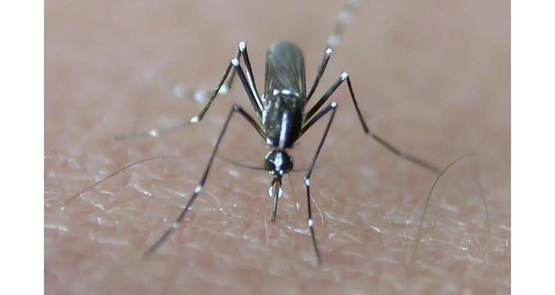 Moustique-tigre