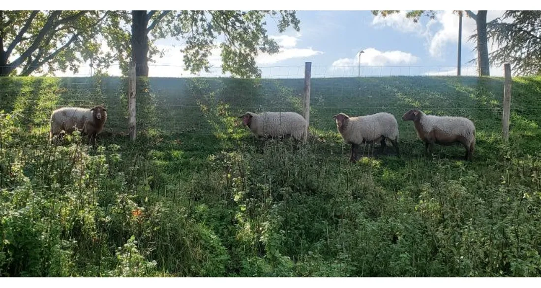 Moutons solognots