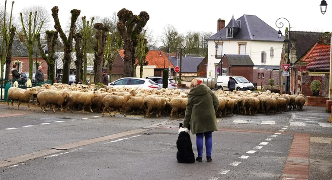 Troupeau de moutons à Beaulieu-les-Fontaines