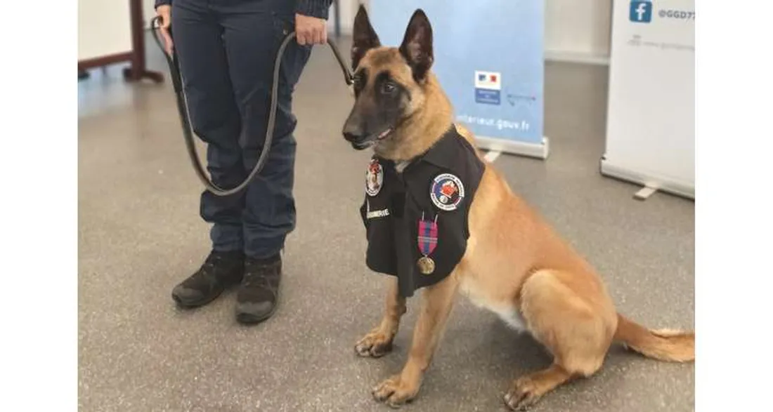 La chienne Niska, désormais à la retraite