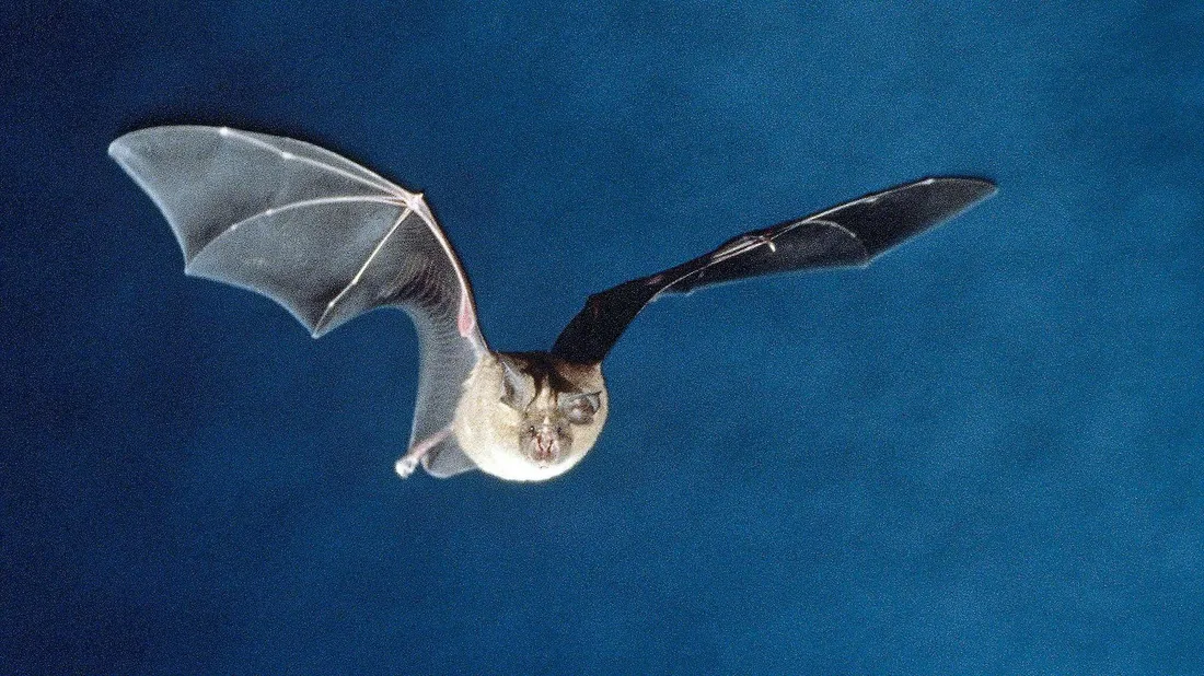 Chauve-souris en vol