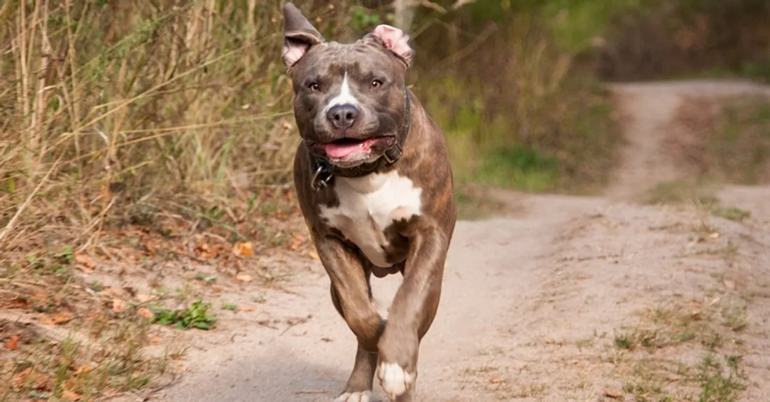 Un pitbull qui court