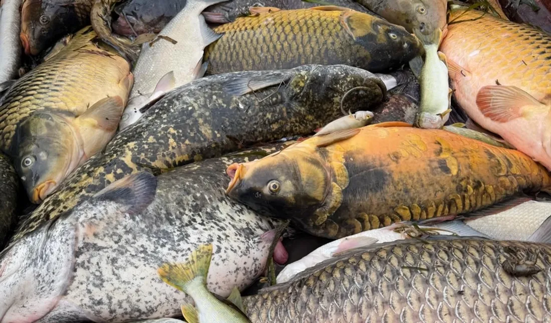 Poissons morts dans le canal du Loing
