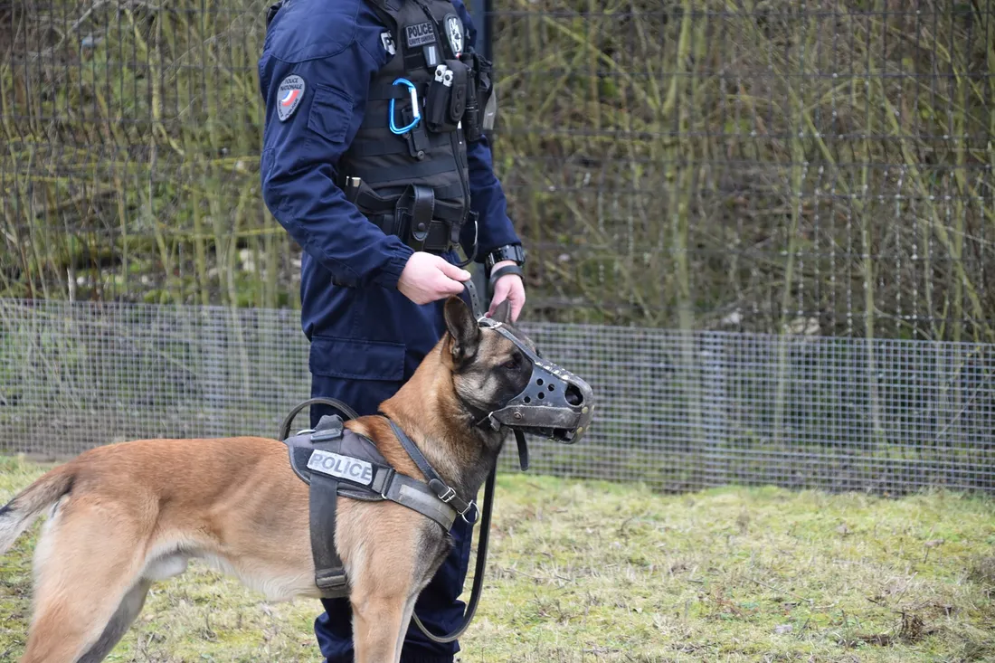 Policier et son chien