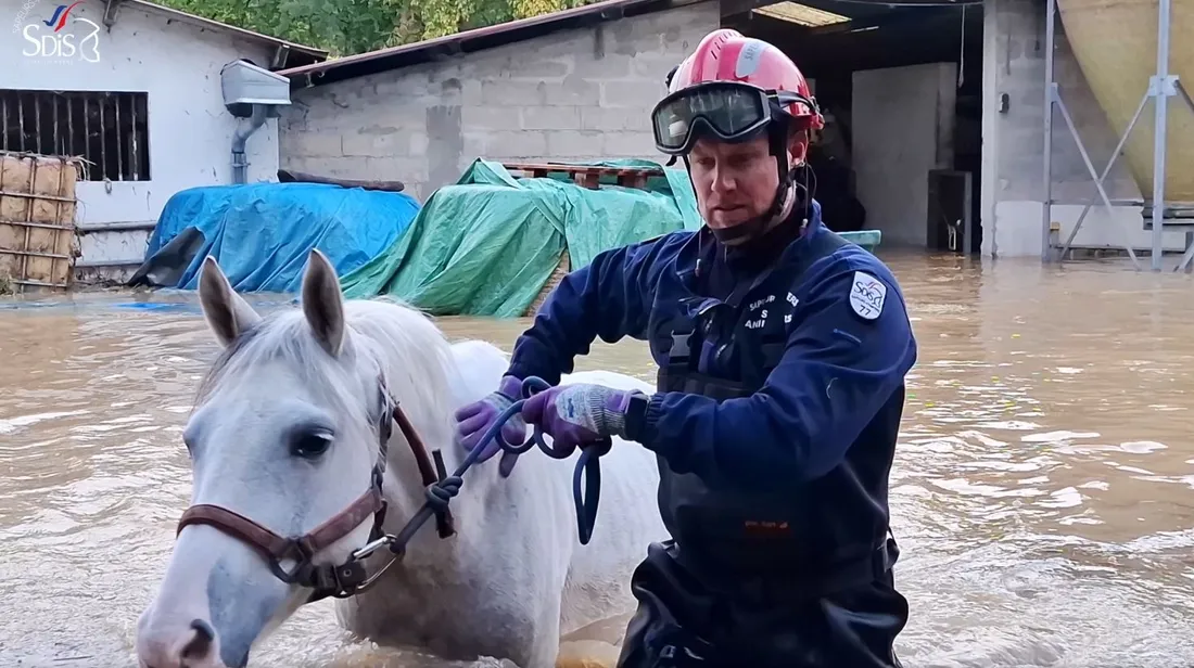 Pompiers évacuant un cheval