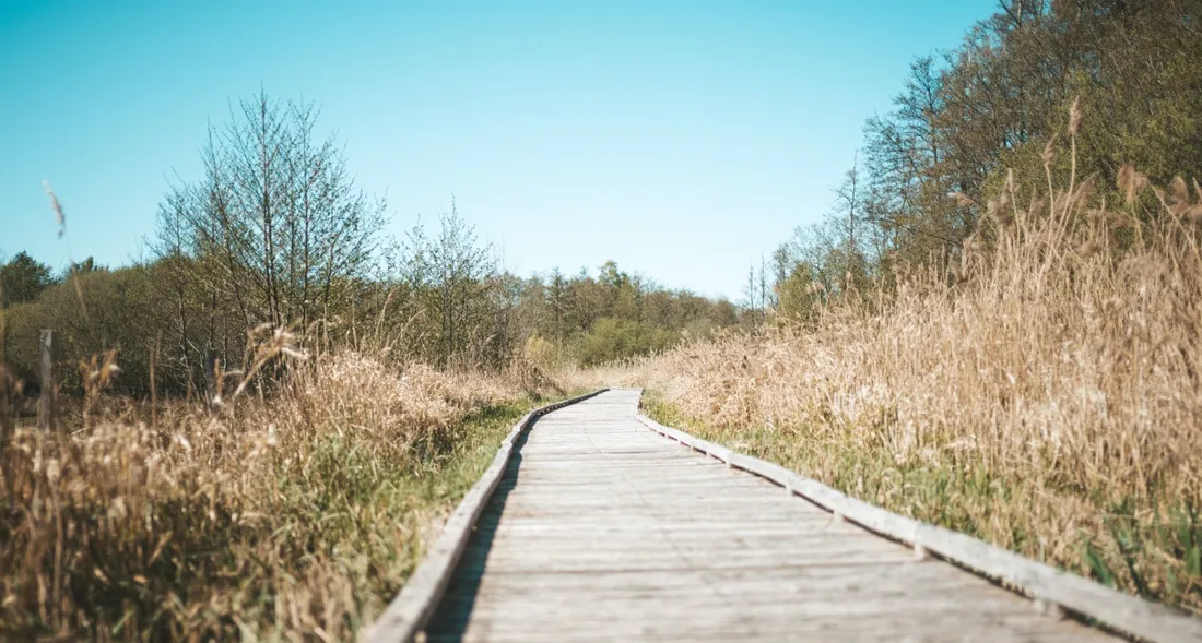 Espace Naturel Sensible du marais et de la sablière de Cercanceaux à Souppes-sur-Loing