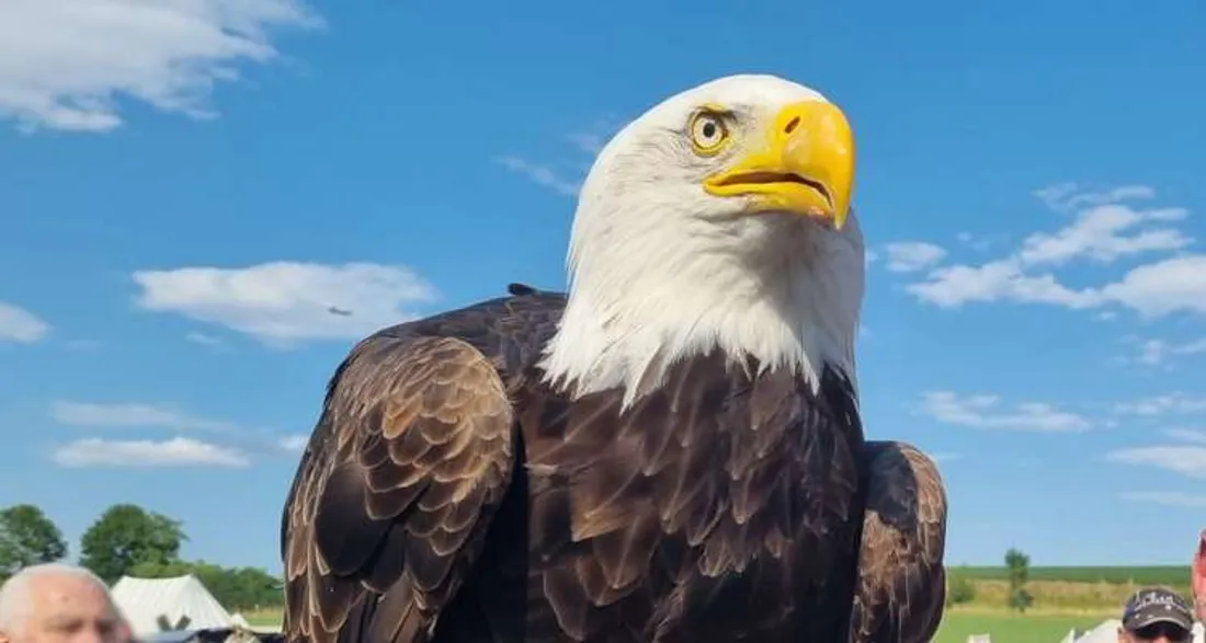 Rapace aux médiévales de Compans