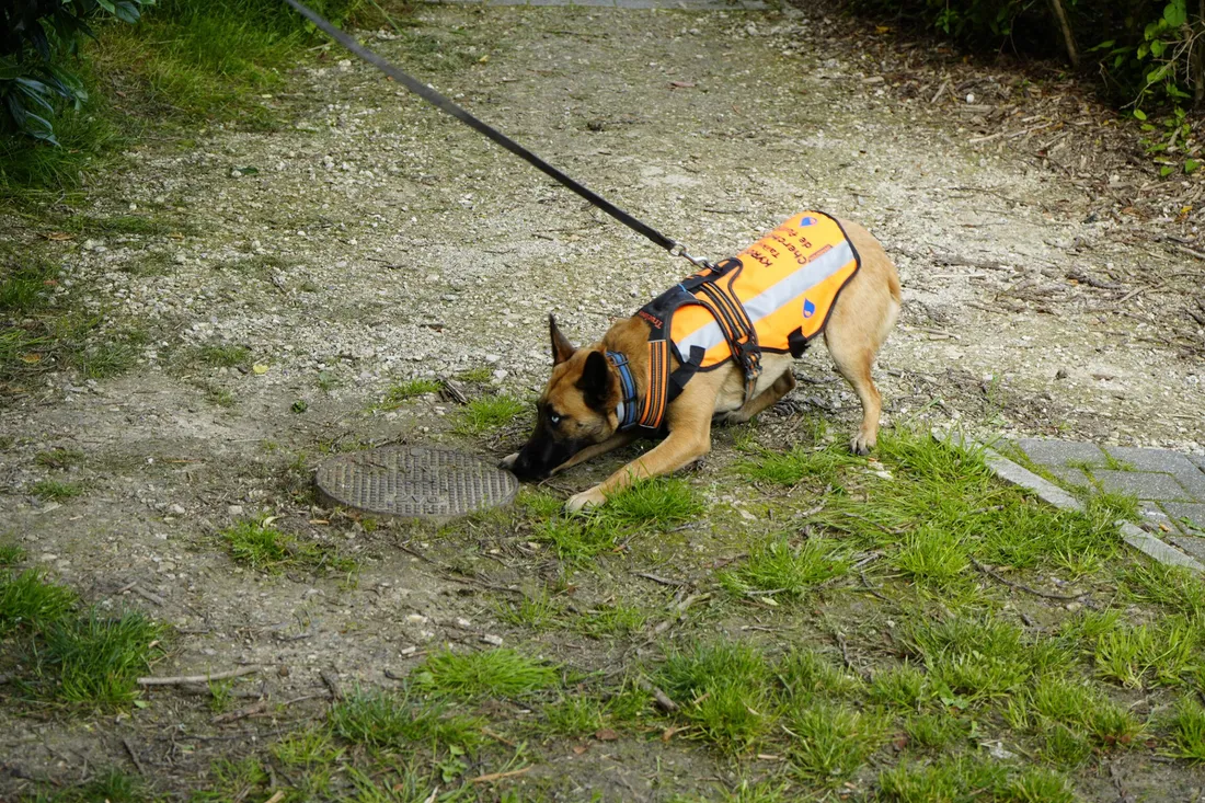 Ratatouille en action