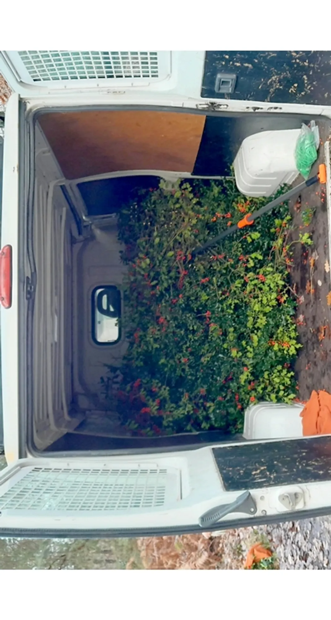 Saisie de houx en forêt de Fontainebleau