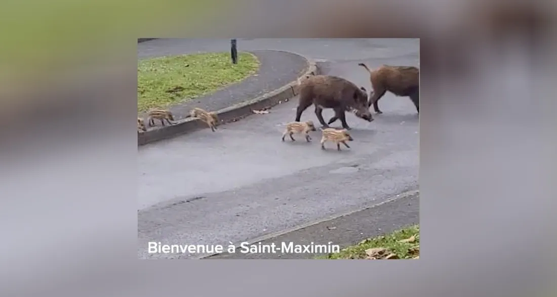 Sangliers dans le centre de Saint-Maximin
