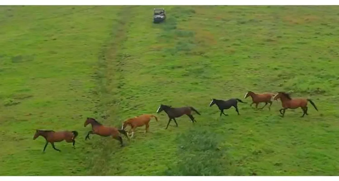 Sauvetage de chevaux