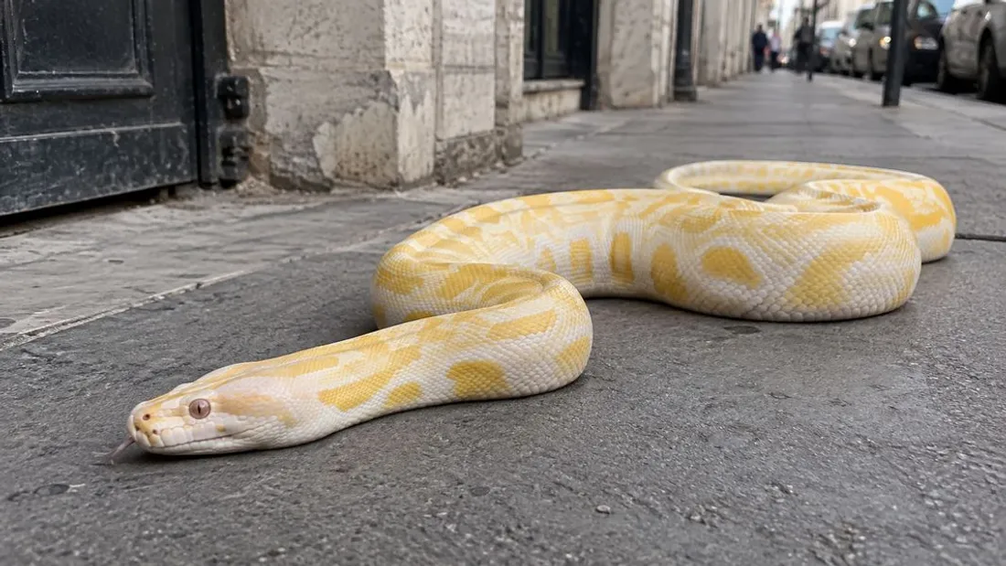 Boa albinos / Illustration
