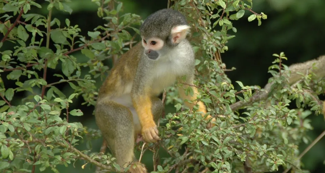 Singe Saïmiri