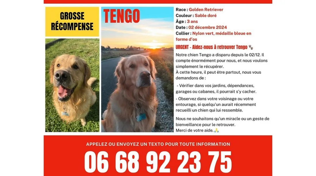 Tengo, chien disparu