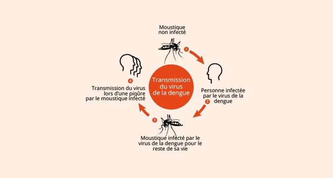 Transmission de la dengue