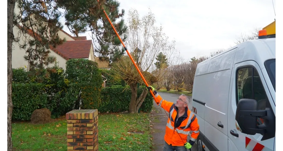 Un agent retire des nids perchés dans les pins