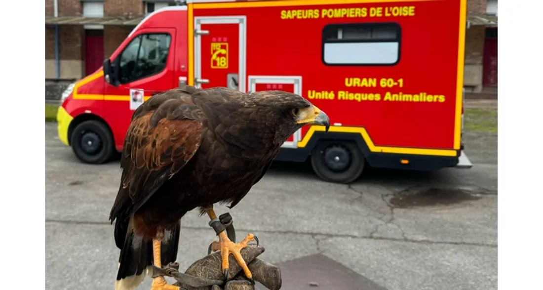 Rapace devant un camion de pompiers de l'Oise