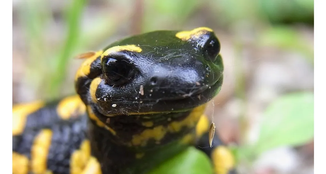 Une salamandre