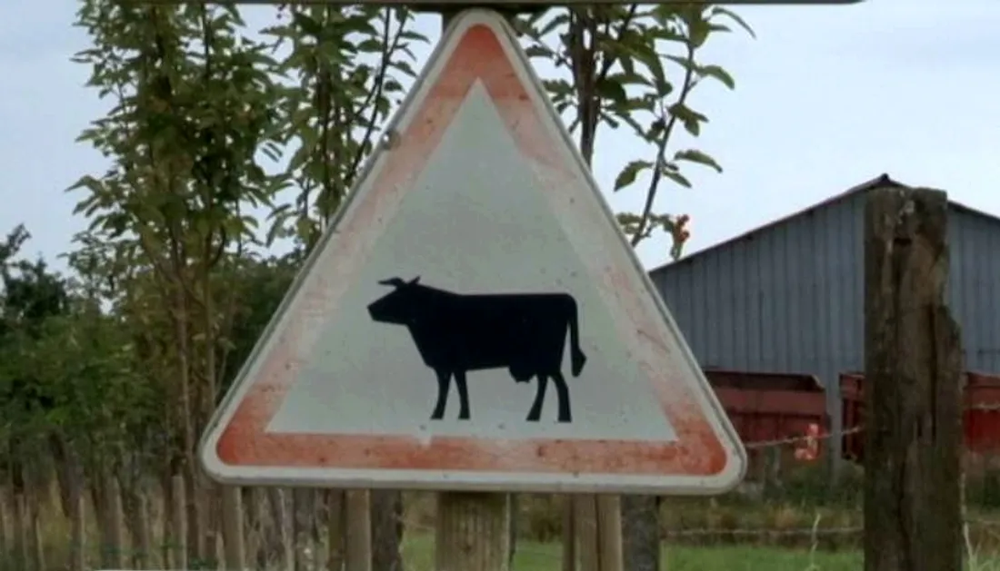 Panneau traversée de vaches