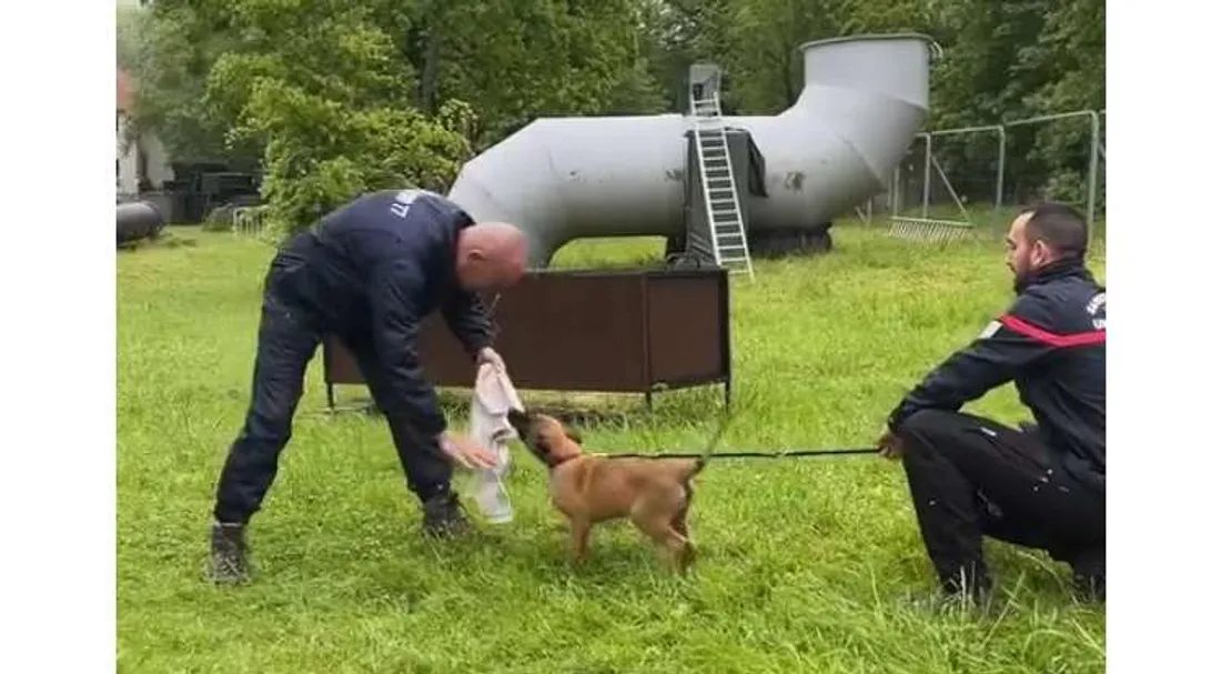 Un chien recruté par les pompiers