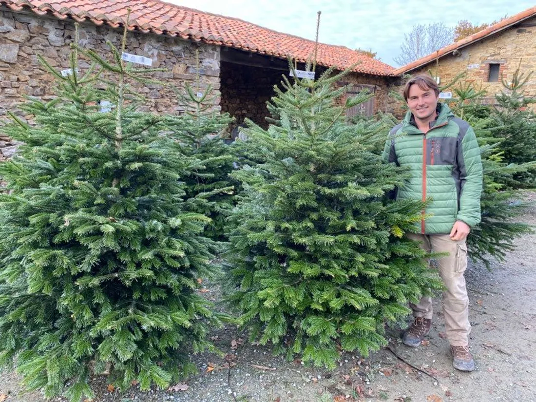Samuel Hermouet, producteur de sapins aux Essarts (85)