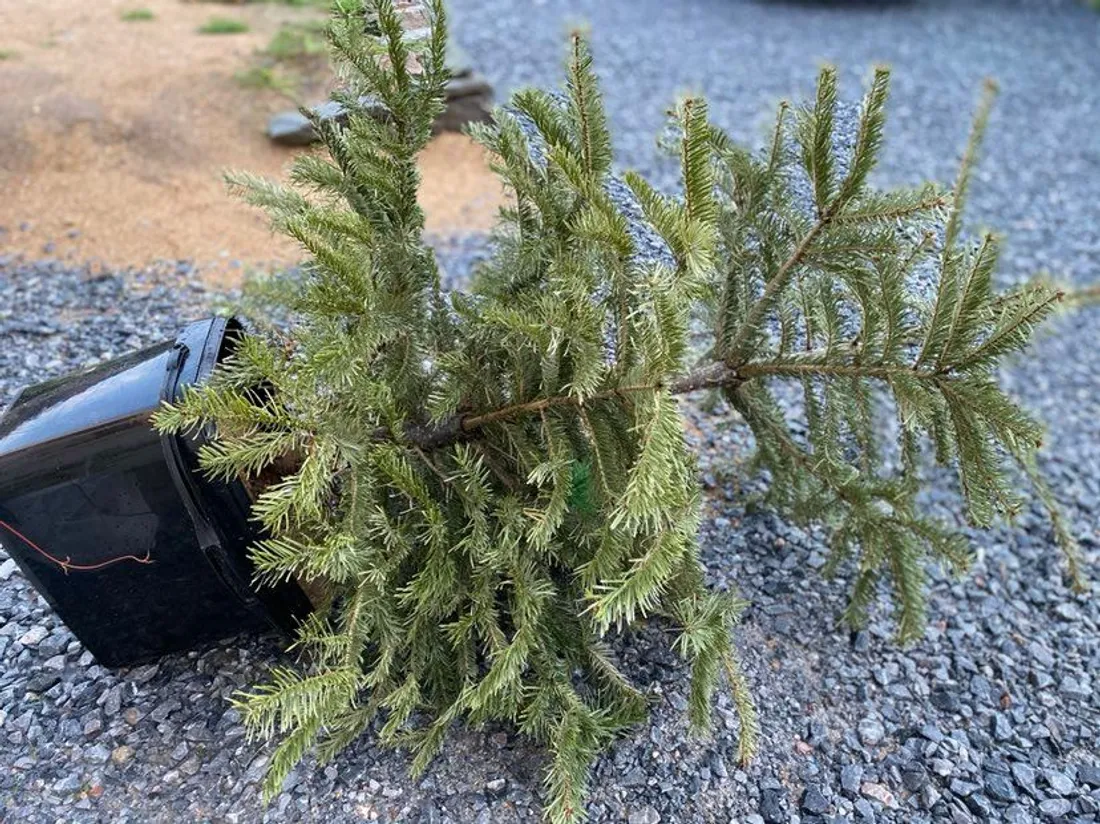 Que faire de son sapin après Noël ?