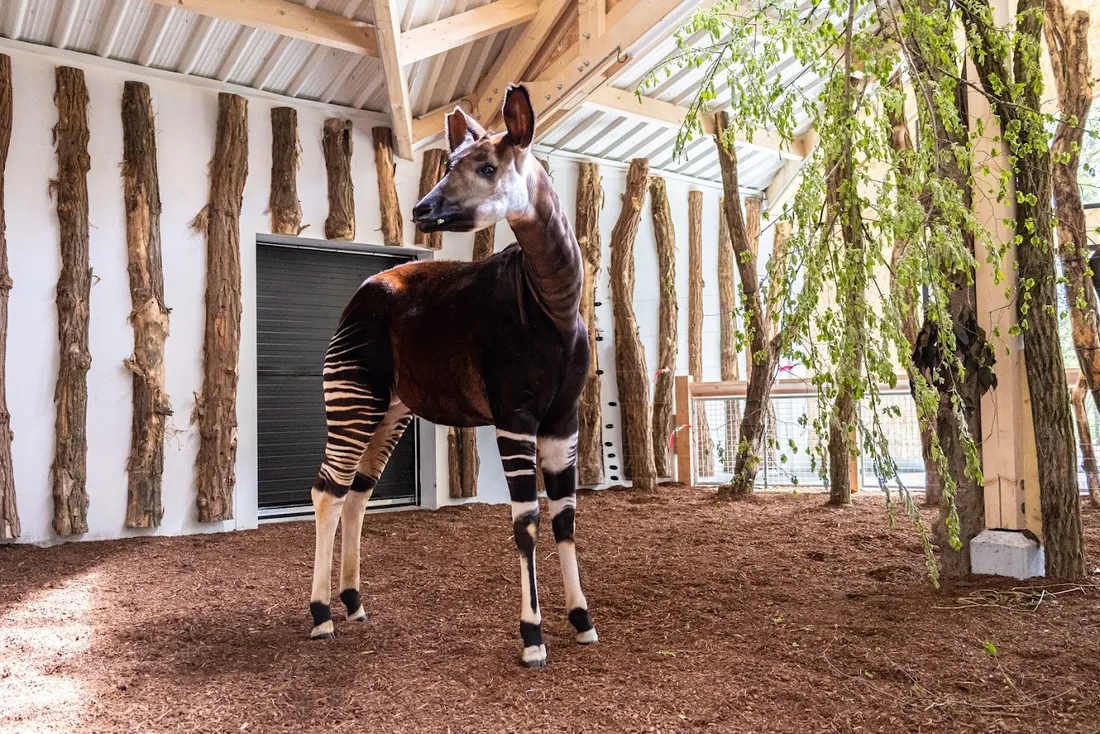 Les okapis, une espèce menacée