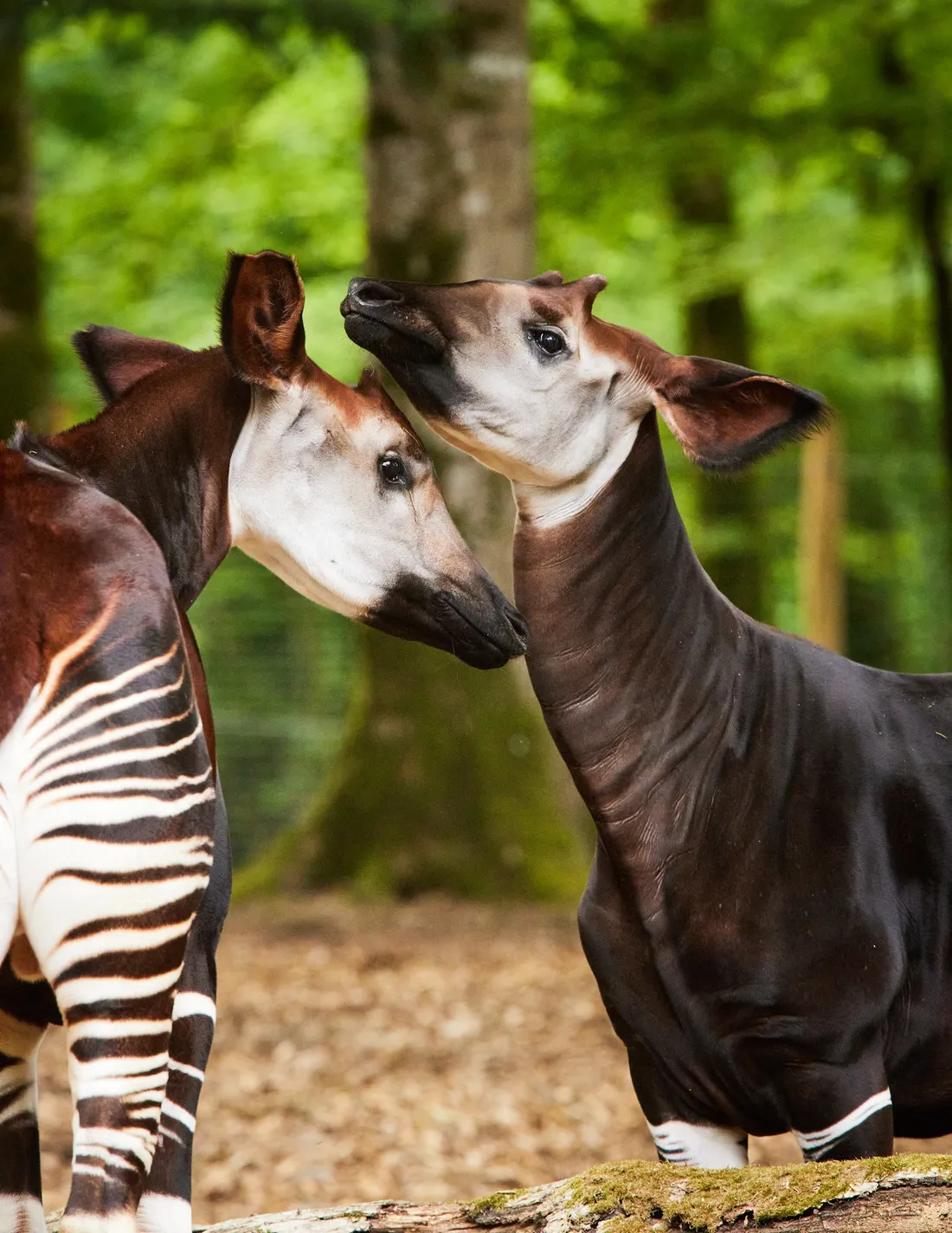 Okapis
