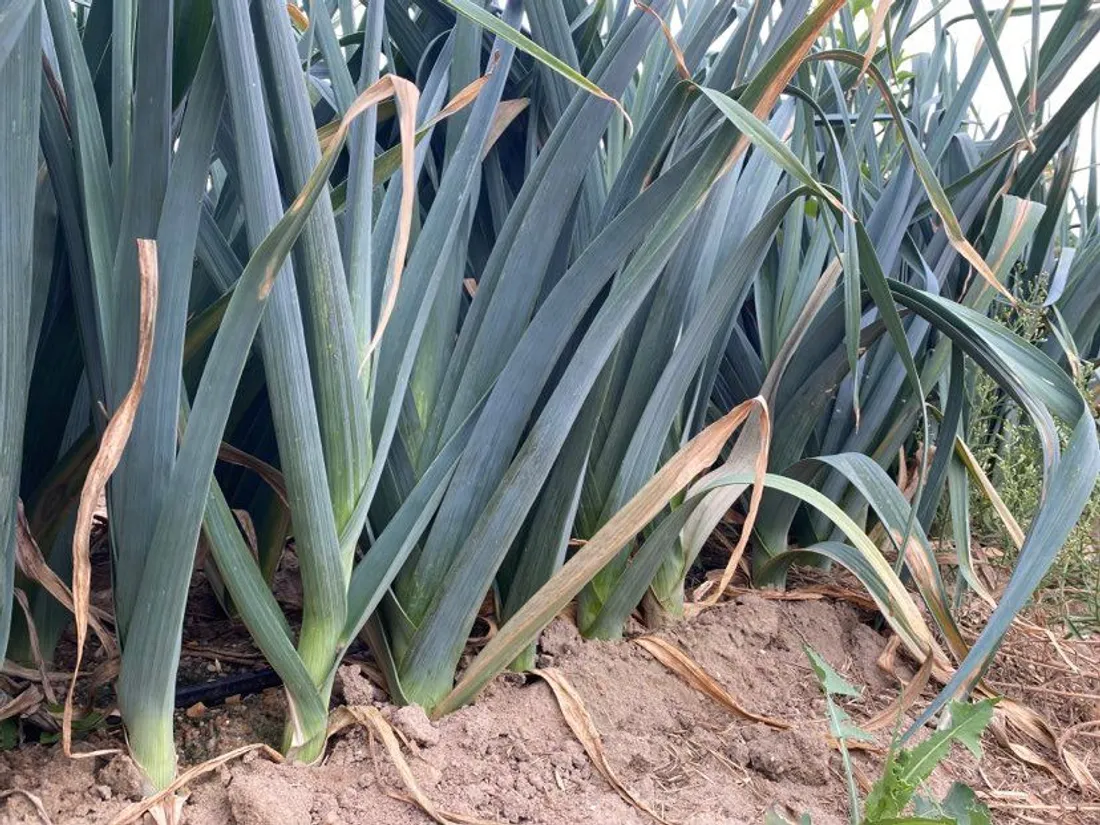 Les feuilles des poireaux ont jauni