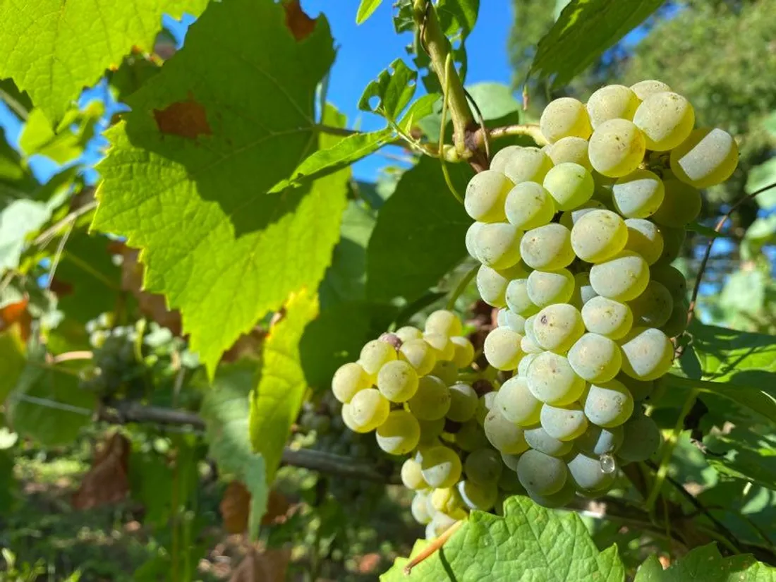 Vendanges 2022 Muscadet