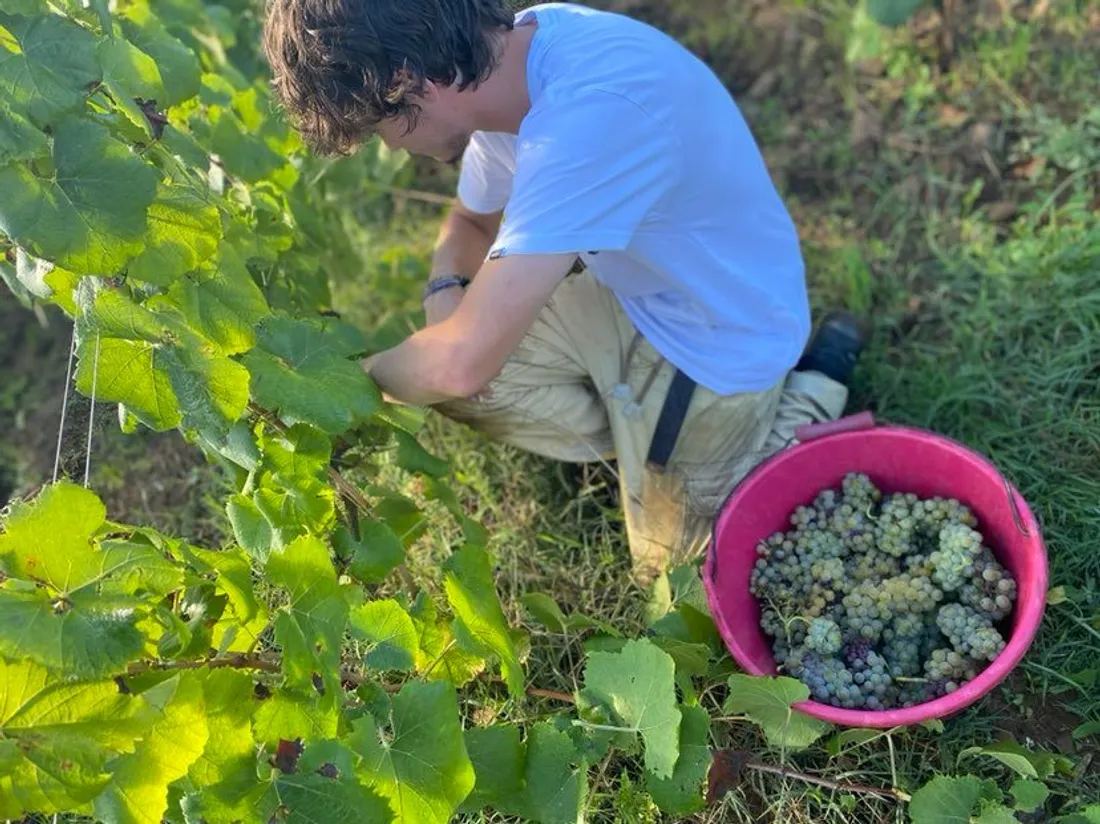 Vendanges 2022