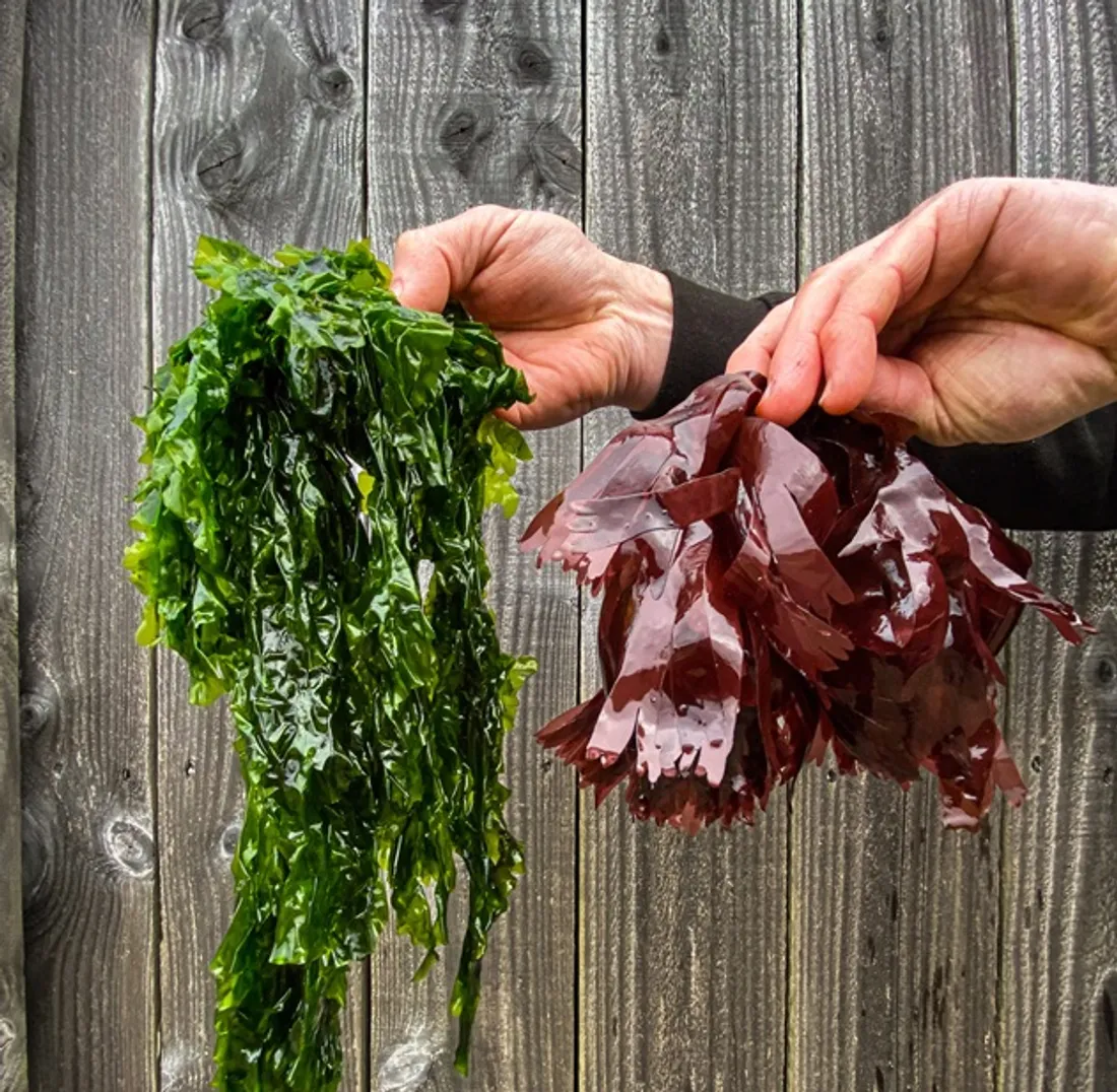 Des algues dans l'assiette