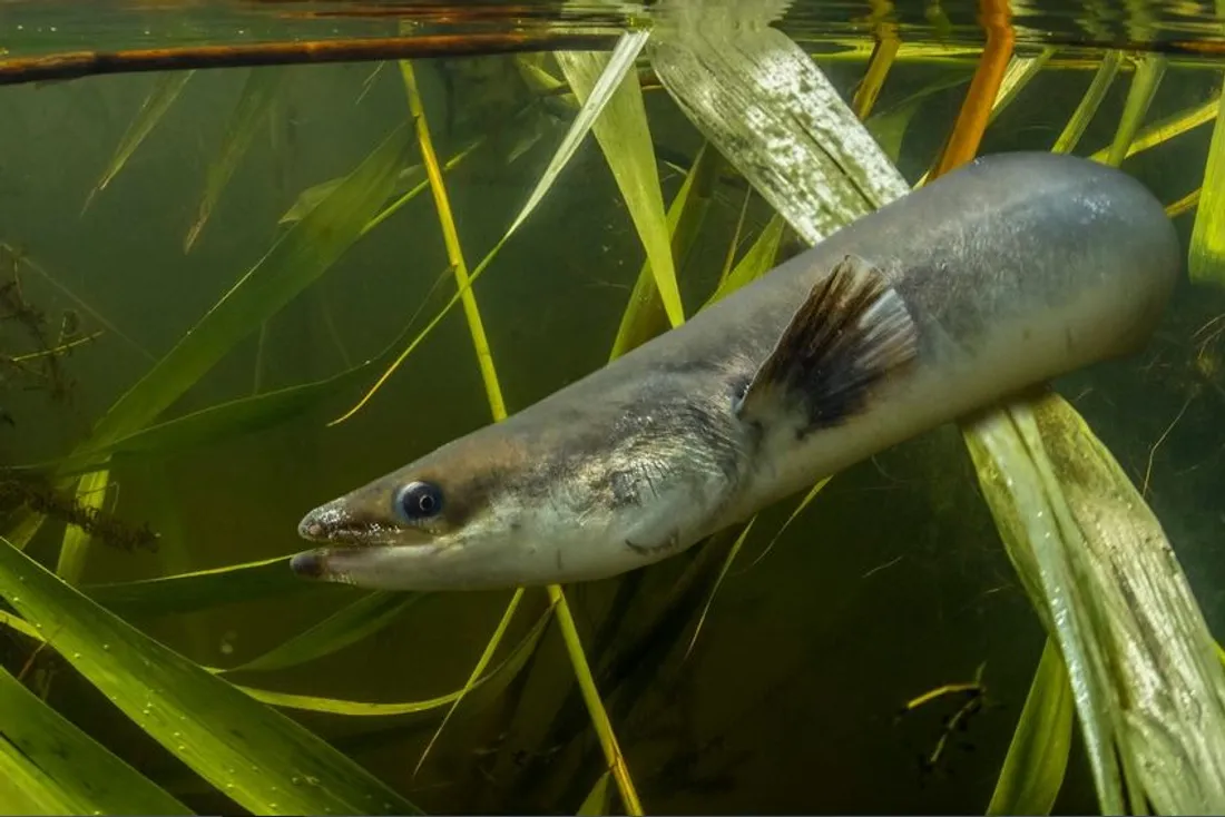 Anguilles : pourquoi cet appel à stopper toute pêche ? - HIT WEST