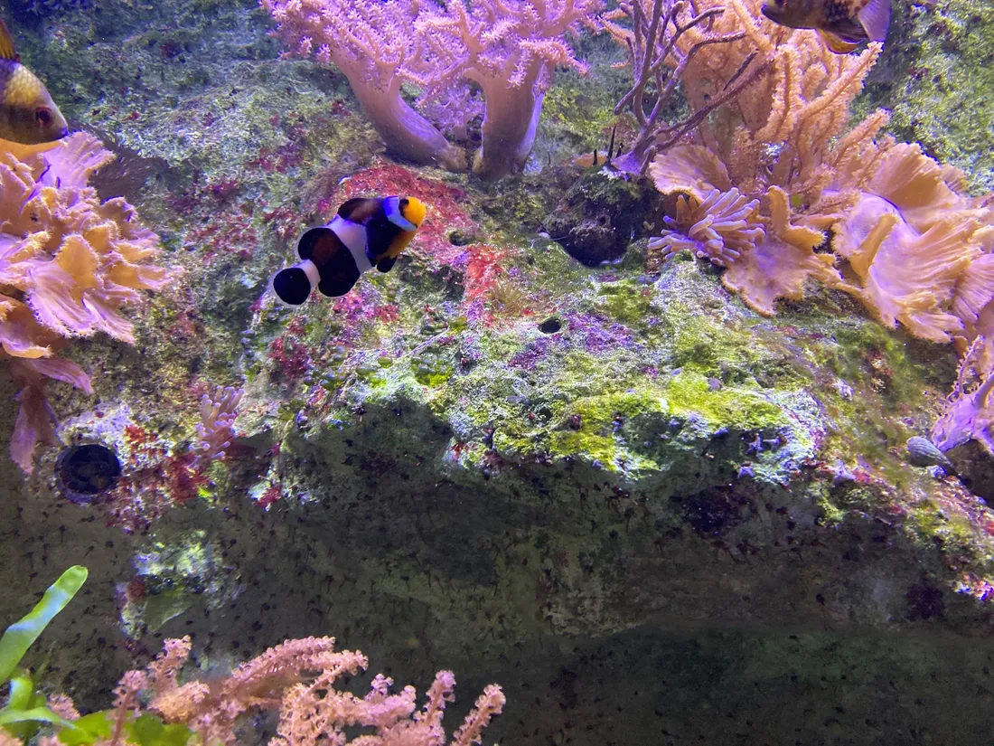 Aquarium de Vendée - archives