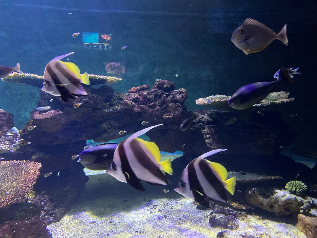 Aquarium de Vendée - archives
