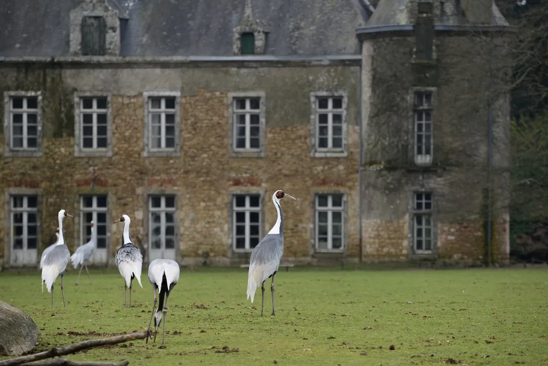 Les grues de Branféré