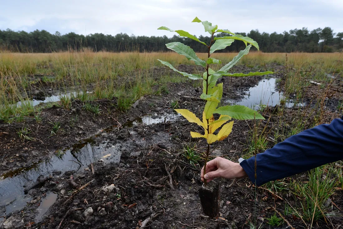Plant de Châtraignier