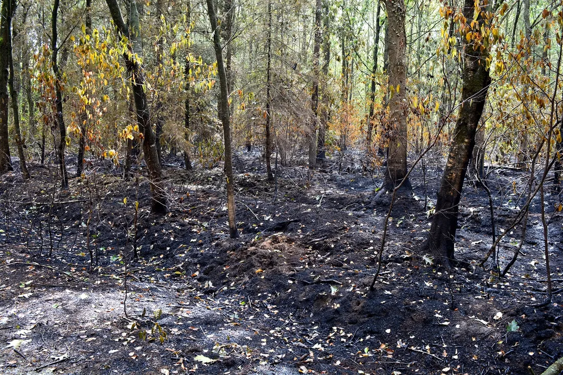 Forêt de Brocéliande (Paimpont - août 2022)