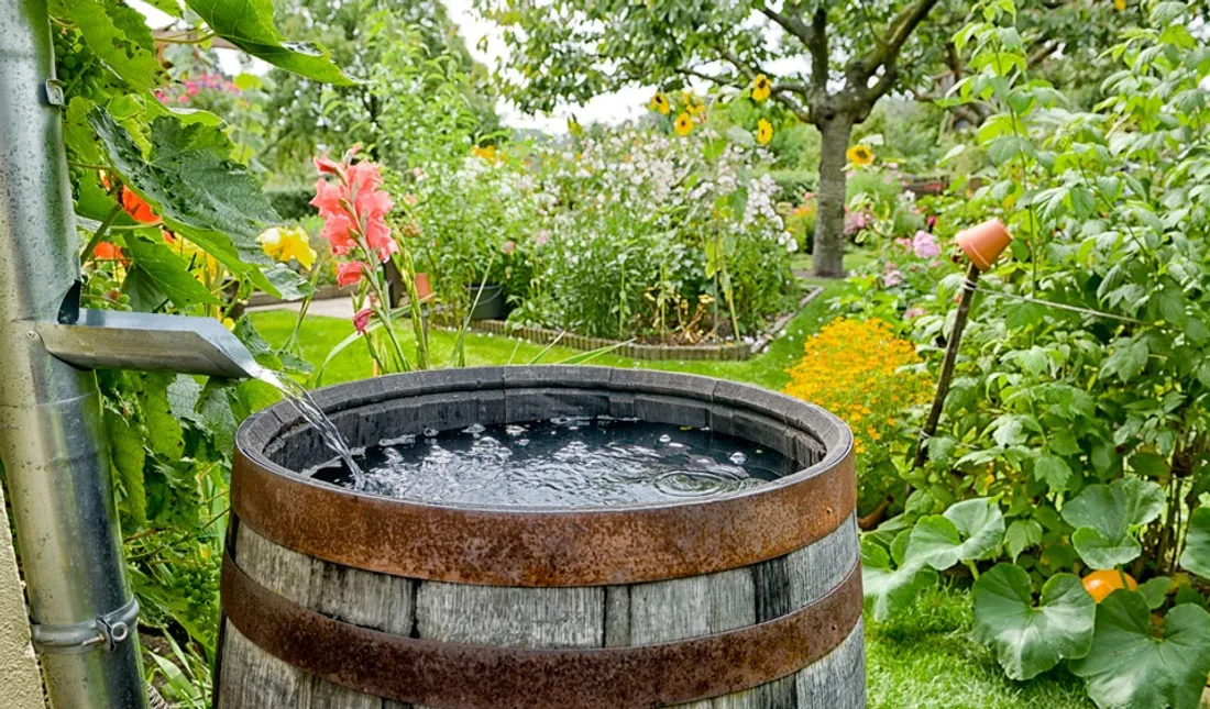 Barrique pleine d'eau