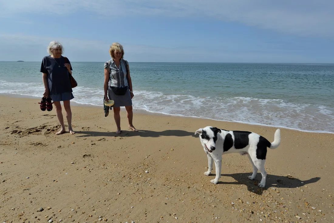 Cani-plage de Plouhinec - Viviane et François (Jedi)